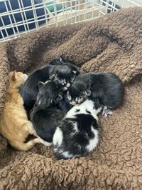Kittens
