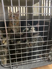 Kitten collection